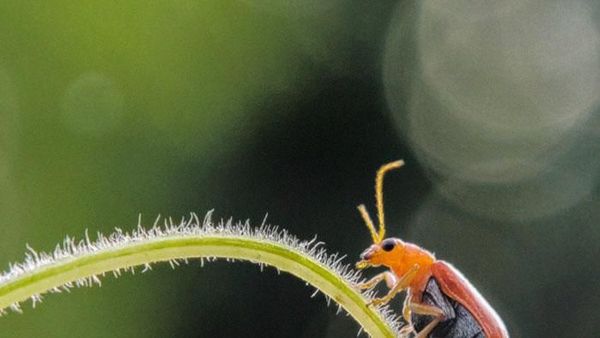 Siapa Sangka Deretan Foto Makro Ini Diambil Pakai Ponsel Siapa Sangka Deretan Foto Makro Ini Diambil Pakai Ponsel