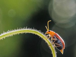 Siapa Sangka Deretan Foto Makro Ini Diambil Pakai Ponsel