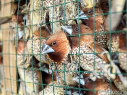 Serba-serbi Burung Pipit yang Mati Berjatuhan di Bali