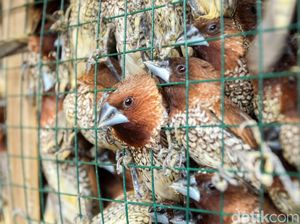 Heboh Berjatuhan di Bali, Apa Beda Burung Pipit dan Burung Gereja? Heboh Berjatuhan di Bali, Apa Beda Burung Pipit dan Burung Gereja?
