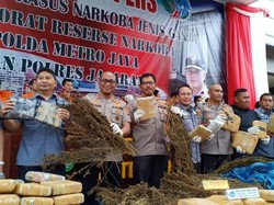 Polda Metro Bongkar 5 Ha Ladang Ganja di Mandailing Natal Sumut