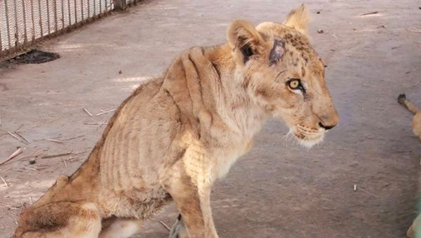 Potret Miris Lima Singa Kurus Kurang Gizi, tapi Akhirnya Hepi