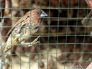 Rencana Basmi Burung Pipit-Anggaran Jaring Rp 140 Juta di Sleman Disorot Rencana Basmi Burung Pipit-Anggaran Jaring Rp 140 Juta di Sleman Disorot