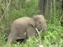 Tekan Potensi Konflik dengan Manusia, Gajah Liar di Riau Dipasangi GPS