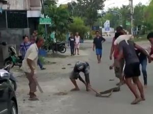 Bikin Heran! Kucing Nempel di Pundak Warga Saat Tangkap Ular 3 Meter di Medan