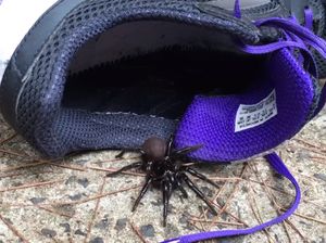 Fakta tentang Laba-laba Paling Beracun di Dunia yang Mengancam Australia Fakta tentang Laba-laba Paling Beracun di Dunia yang Mengancam Australia