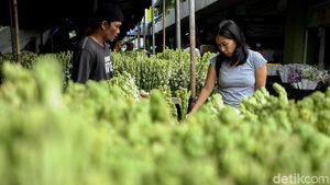 Semerbak Harum Bunga Sedap Malam Jelang Imlek