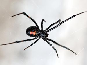 10 Laba-laba Paling Berbisa di Dunia 10 Laba-laba Paling Berbisa di Dunia