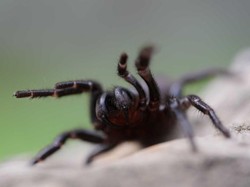 Kebun Binatang Sydney Minta Bantuan Warga Tangkap Laba-laba Mematikan