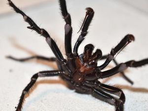 Laba-laba Mematikan Ini Bisa Mengintai di Kolam Renang, Kok Bisa?