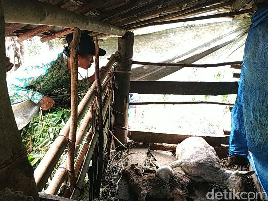 Tambah 3 Lagi, Total Ada 54 Ekor Kambing di Pacitan yang Mati Misterius Tambah 3 Lagi, Total Ada 54 Ekor Kambing di Pacitan yang Mati Misterius