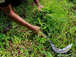 4 Cara Basmi Rumput Liar yang Ganggu Pemandangan di Halaman Rumah
