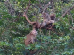 Kelebihan Populasi Diduga Penyebab Monyet Serbu Kampung di Kuningan
