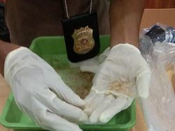 Mengenal Istilah Benur yang Ramai karena Penangkapan Edhy Prabowo