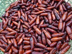 Gurih Banget! Ungker, Makanan Ekstrem dari Blora yang Diburu Orang