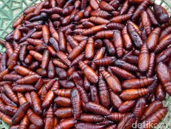 Gurih Banget! Ungker, Makanan Ekstrem dari Blora yang Diburu Orang