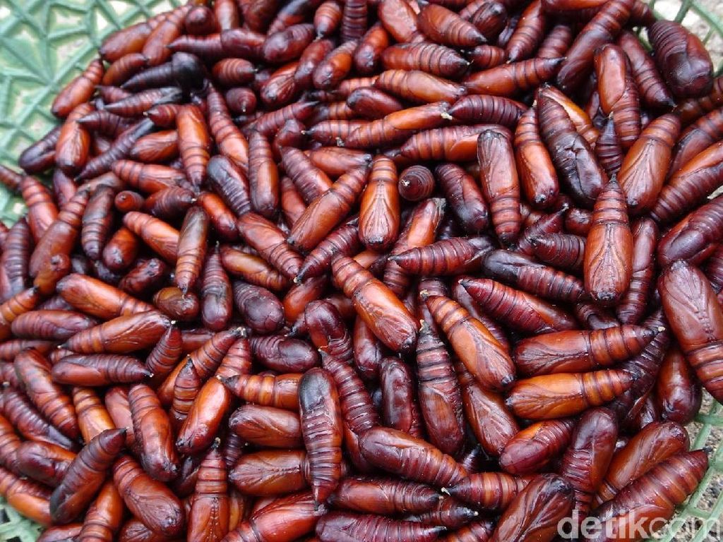 Gurih Banget! Ungker, Makanan Ekstrem dari Blora yang Diburu Orang Gurih Banget! Ungker, Makanan Ekstrem dari Blora yang Diburu Orang