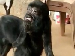 Heboh Kambing Berwajah Manusia dan Disembah bagai Dewa