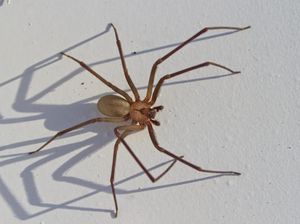 Laba-laba Beracun Teror Universitas di Amerika