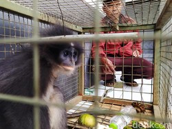 Napas Lega Warga Usai Suruli Siluman Masuk Kandang Jebakan