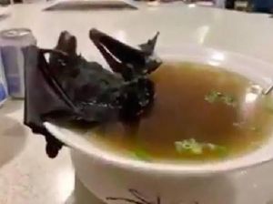 Video: Benarkah Sup Kelelawar Sumber Virus Corona? Ini Kata Pakar Video: Benarkah Sup Kelelawar Sumber Virus Corona? Ini Kata Pakar