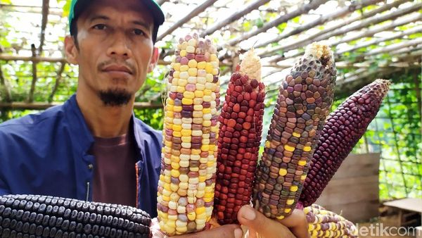 Warna-warni Jagung Pelangi Khas Cianjur