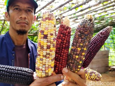 Warna-warni Jagung Pelangi Khas Cianjur