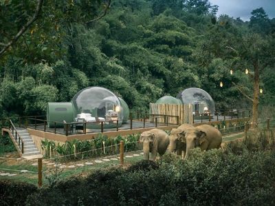 Potret Penginapan bareng Gajah