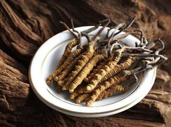 Fakta Jamur dari Himalaya: Ternyata Banyak Manfaatnya Loh!