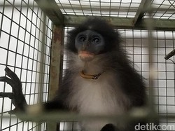 Cerita Penangkapan Monyet Surili yang Disangka Siluman di Cianjur