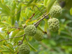 10 Manfaat Buah Srikaya untuk Tubuh, Bisa Turunkan Kolesterol