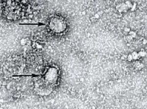 Cegah Penyebaran Corona, Kampus UIR Libur-UNRI Tunda Wisuda