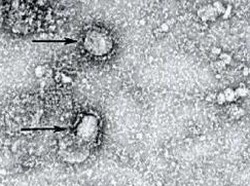 Cegah Penyebaran Corona, Kampus UIR Libur-UNRI Tunda Wisuda