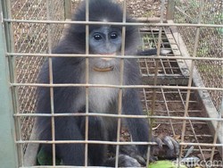 Monyet Surili yang Disangka Siluman di Cianjur Berhasil Ditangkap!