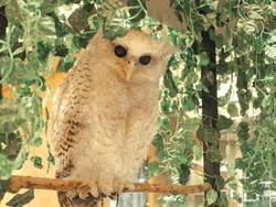 Akhir Pekan Bisa Makan Ditemani Hewan Menggemaskan di Sini