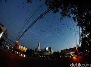 Kisah Ribuan Burung Pengungsi yang Bertamu di Alun-alun Kota Banjar Kisah Ribuan Burung Pengungsi yang Bertamu di Alun-alun Kota Banjar