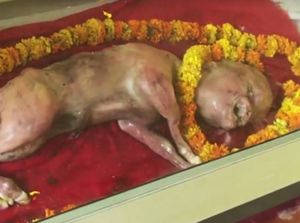 India Juga Pernah Heboh Sapi Mati Titisan Dewa India Juga Pernah Heboh Sapi Mati Titisan Dewa