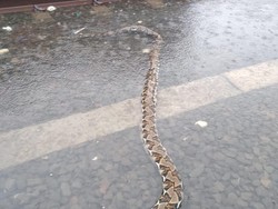 Ular Sanca 4 Meter Ditemukan di Perlintasan Kereta di Ancol Saat Hujan