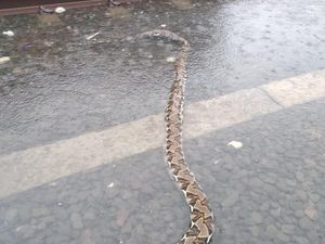 Ular Sanca 4 Meter Ditemukan di Perlintasan Kereta di Ancol Saat Hujan Ular Sanca 4 Meter Ditemukan di Perlintasan Kereta di Ancol Saat Hujan