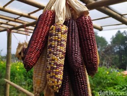 Ini Rahasia Jagung di Cianjur Bisa Warna-warni seperti Pelangi