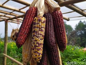 Ini Rahasia Jagung di Cianjur Bisa Warna-warni seperti Pelangi Ini Rahasia Jagung di Cianjur Bisa Warna-warni seperti Pelangi
