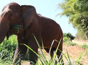 Video Gajah di Thailand Ditemukan Mati dengan Perut Penuh Sampah Plastik