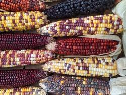 Jagung Pelangi Cianjur Punya 32 Motif Warna