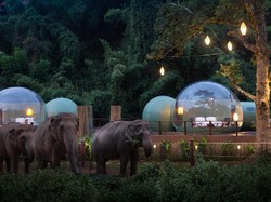 Penginapan Ini Ajak Kamu Tidur di Habitat Gajah