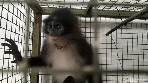 Seekor monyet Surili yang sempat bikin geger karena disangka siluman oleh warga Desa Sukaraharja, Cianjur berhasil ditangkap.