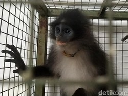 1 Ekor Ditangkap, 2 Surili Siluman di Cianjur Masih Dicari Petugas