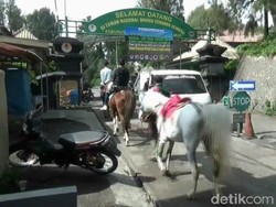 Dampak CFD Bromo, Ojek Kuda Kebanjiran Job