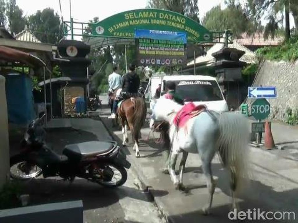Dampak CFD Bromo, Ojek Kuda Kebanjiran Job Dampak CFD Bromo, Ojek Kuda Kebanjiran Job