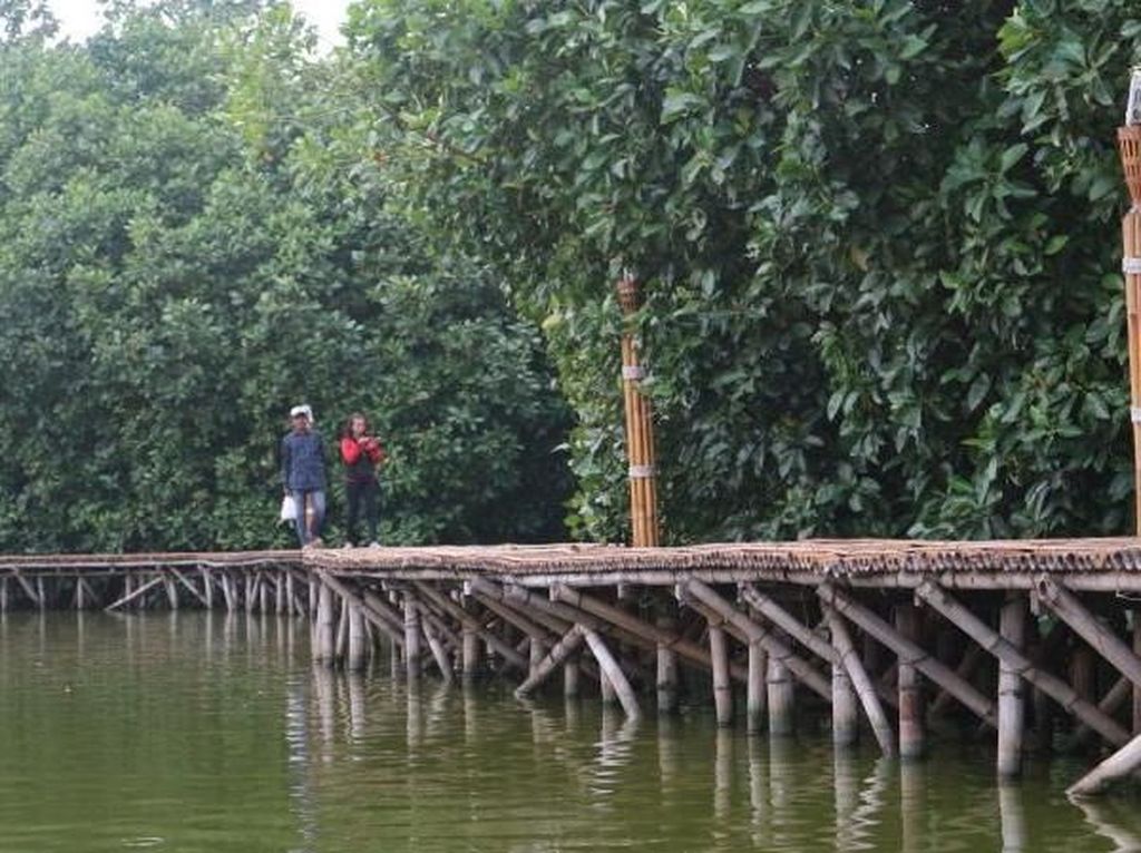 Semarang Banjir Rob, Walhi Minta Setop Relokasi Hutan Mangrove untuk Tol