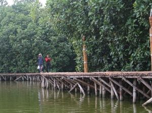 Semarang Banjir Rob, Walhi Minta Setop Relokasi Hutan Mangrove untuk Tol Semarang Banjir Rob, Walhi Minta Setop Relokasi Hutan Mangrove untuk Tol